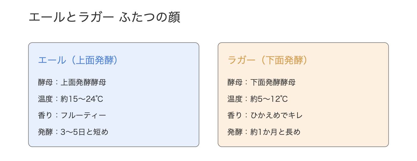 エール（上面発酵）とラガー（下面発酵）の酵母・温度・香り・発酵日数を並べた比較図